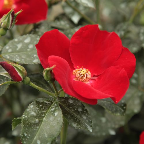 Rosa Apache ® - roșu - Trandafir copac cu trunchi înalt - cu flori simpli - coroană tufiș